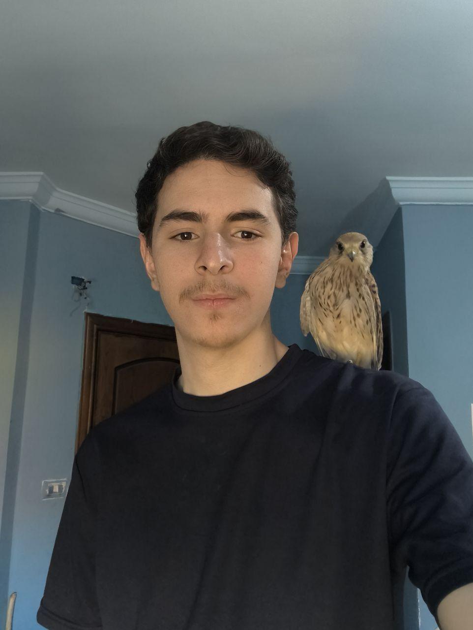 Comet, a common kestrel